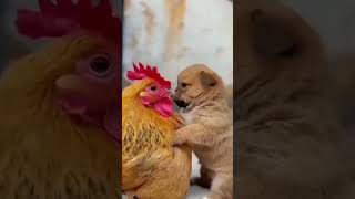 Fast Friends: Puppy and Duckling Dash to Victory #shorts