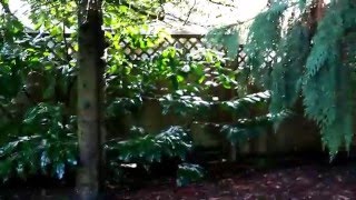 BELLEVUE WA BACKYARD FEBRUARY - БЕЛВЬЮ ШТАТ ВАШИНГТОН - ДВОР ФЕВРАЛЬ