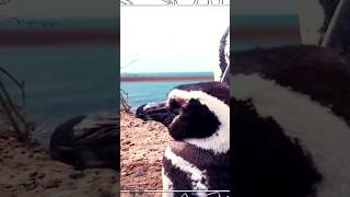 Penguin | Wild Animals #shorts #wildlife #animals