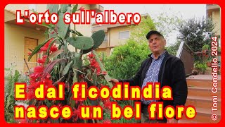 Un bellissimo fiore cresce tra i fichidindia – by Toni Condello