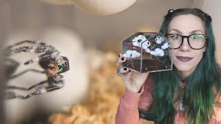 HUGE Jumping Spider HAUL/Unboxing - NEW Tarantula Kat Cribs & Rehousing!