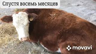 Я не хотел её сдавать на мясо но пришлось