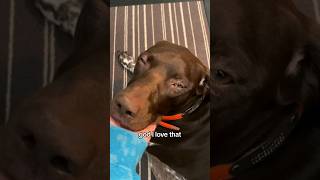 Ohh to be a dog #gsp #germanshorthairedpointer #cutedog #sleepydog #dogvideo