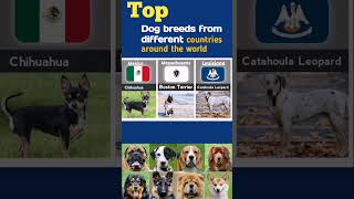 Best Dog Breeds around the world