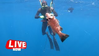 Four Hour OF Spearfishing 🔴SUNDAY LIVESTREAM 🔴Original Living Adventure