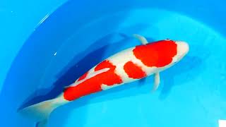 JUMBO koi 2y female kohaku Sakai SFF bloodline 61 cm NEW @Heeschkoi5384