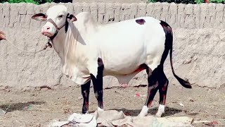 BEAUTIFUL BULL I QURBANI 2025 I BAKRA EID KARACHI