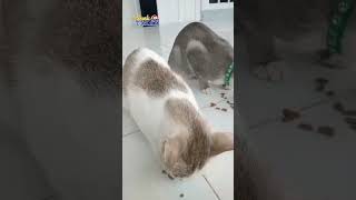 Gerombolan Pemakan Pelet #shots #cat #kucing #catmeow #cats #catvideo #catlover