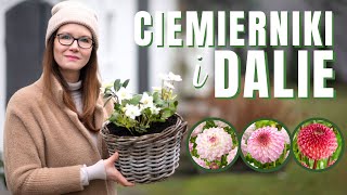 Ciemierniki & Dalie