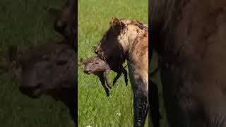 Poor little wild boar was killed by a lion