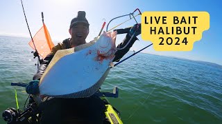 How to use live bait to catch Halibut in 2024