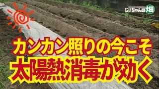 家庭菜園の太陽熱消毒。夏の猛暑を利用して土の中の病菌や害虫を減らす効果的な方法です。7/19