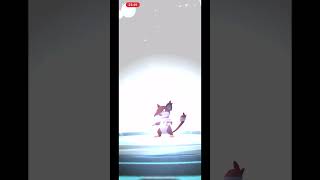 Evolving Rattata Alolan Shiny to Raticate Alolan Shiny | Pokémon Go