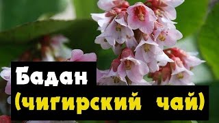 Чигирский чай - бадан посадка, уход, свойства чая