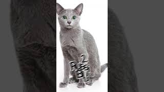 Top 6 Most Beautiful Cat Breeds....#facts #shorts #shortvideo #beautiful #cat