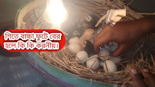 দেশি মুরগির বাচ্চা হলে কি কি করনীয়। দেশি মুরগি পালন পদ্ধতি।#poultry #poultryfarming #pets