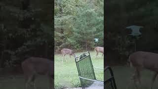 Deer in my backyard (October 17, 2024) #Shorts #Deer