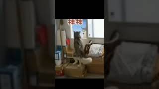 This is Set Up!!!! #husky #cat #funny #shortvideo #funnymoments #dog