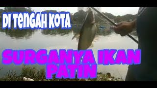 Surganya ikan patin di tengah kota