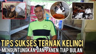 TERNAK KELINCI MENGUNTUNGKAN || PELUANG USAHA MENJANJIKAN DAN  BISA PANEN SETIAP BULAN