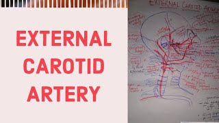 EXTERNAL CAROTID ARTERY | its branches