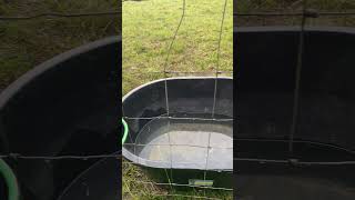 Watering the cows with the Kioti DK4710se. #tractor #tractorvideo #cattle #farm #homestead #diy