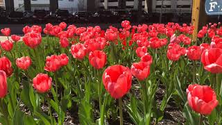 Big Eartha® Tulips | Bulbs in Bloom