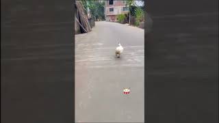 duck walk 🦆😅 #viralshort #reels #song #music #dance