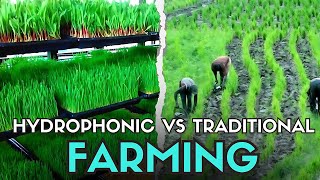 Hydroponic vs. Traditional Farming: Is Soilless Worth It?