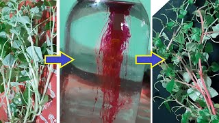 উদ্ভিদের পানি শোষণ প্রক্রিয়া,The process of water absorption in plants, experiment