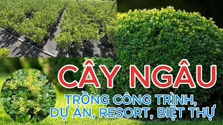 CUNG CẤP CÂY NGÂU SỐ LƯỢNG LỚN SỈ LẺ TOÀN QUỐC CHO CÔNG TRÌNH DỰ ÁN |Hoa Kiểng Hùng Thy 0918.708.965