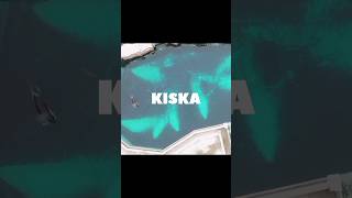 Kiska | Paus Orca Paling Kesepian Di Dunia | #kiska #paus #orca #fauna