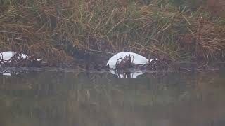 Swans on the river nene