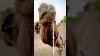 The camel 🐪 best short #ukanimals #shortfeed