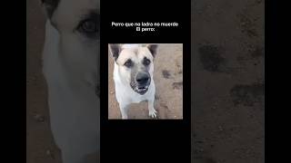 Perro truco #humor#viral#shorts #corto