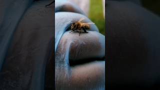 Beautiful bee LANDED on me! #honeybee #honeybees #beehive #beekeepers #bees #beehives #beekeeping