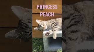 This is princess peach the cat