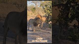 Lions on the Prowel #lion #lionhunt #africa #safari