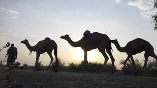 Camels - Desert Free Background Video, Free Videos And Motion Graphics For Content Creators