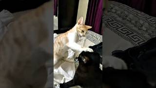 How fast time changes #shorts #cat #meowcat #kitten #timelapse timelap