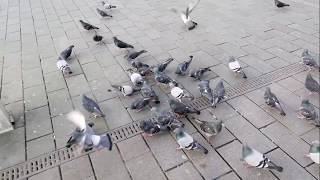 الحمام في اسطنبول ميدان تقسيم و الفاتح 🇹🇷 Birds in Istanbul Taksim and Fatih Square Kuşlar Istanbul