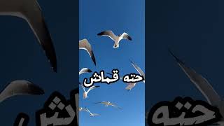 قصه المراه التي قالت لنبي الله داود ربك(2) ظالم ام عادل)#قصص #حكايات