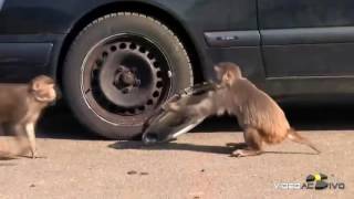 Monos Robando un Coche y desmontando las ruedas