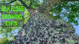 Everything You Need To Know About Growing a SILK FLOSS Tree