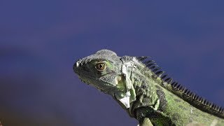 Green Iguanas Bask 03 Slow Motion