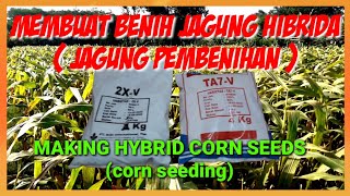 PEMBIBITAN JAGUNG HIBRIDA||MAKING HYBRID CORN SEEDS