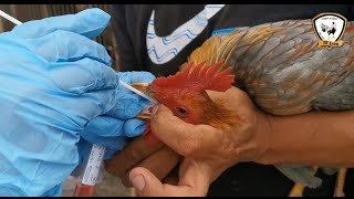 Descarte de Influenza Aviar H5N1 en el galpón