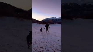 sunset walks #dogsofyoutube #dogsthathike #dogs #vanlife #sunset #mountains #shorts