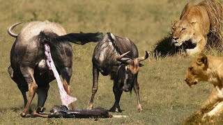 Hilf Mutter Gnus Bei Der Geburt In Der Wildnis Tiere Kämpfe Gegen Den Mächtigen Löwen Gegen Gnus