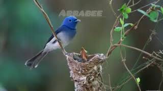 Jadi begini sarang sikatan biru????burung yang indah!!! yang sedang membesarkan anakanya